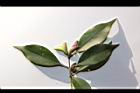 無脈木犀-實48.JPG