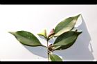 無脈木犀-實49.JPG
