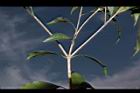 無脈木犀-枝03.JPG
