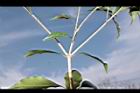 無脈木犀-枝05.JPG