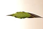 無脈木犀-葉背01.JPG