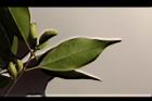 無脈木犀-葉背06.JPG