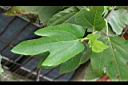 無花果-葉05.jpg