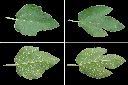 無花果-葉1.jpg
