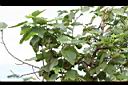 無花果02.jpg