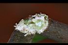 無花果-枝01.jpg