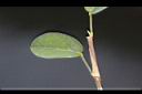 煉莢豆-葉正1.jpg