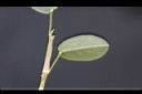煉莢豆-葉背1.jpg