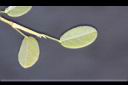 煉莢豆-葉背2.jpg