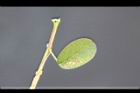 煉莢豆-葉正0.jpg