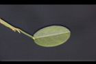 煉莢豆-葉背0.jpg