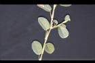 煉莢豆-葉背4.jpg