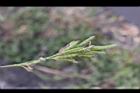 煉莢豆-青實0.jpg