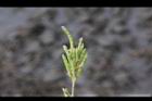 煉莢豆-青實5.jpg