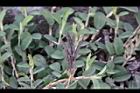 煉莢豆-黑實8.jpg
