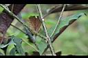 煙火花-枝00.JPG