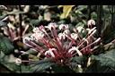 煙火花-花01.jpg