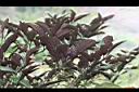 煙火花-葉01.JPG