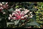 煙火花-花04.jpg