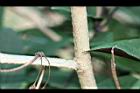 煙火花-莖02.JPG