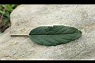 煙火花-葉正02.jpg