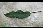 煙火花-葉正03.JPG