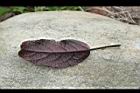 煙火花-葉背01.jpg