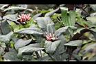煙火花04.jpg