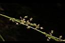 煙火薹-實02.JPG