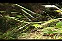 煙火薹-葉02.JPG