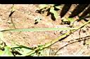 煙火薹-葉背00.JPG