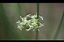 燈心草-花01.jpg