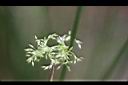 燈心草-花03.jpg