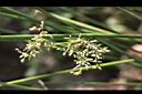 燈心草-花序02.jpg