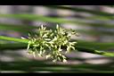 燈心草-花序03.jpg