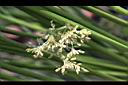 燈心草-花序06.jpg