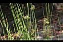 燈心草-莖桿01.jpg