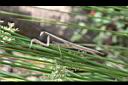 燈心草-螳螂2.jpg