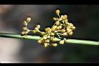 燈心草-實02.jpg