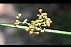 燈心草-實03.jpg