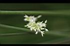 燈心草-花00.jpg