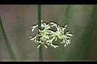 燈心草-花02.jpg