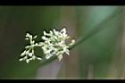 燈心草-花04.jpg