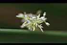 燈心草-花05.jpg