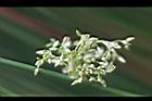 燈心草-花06.jpg
