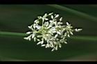 燈心草-花08.jpg