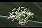 燈心草-花11.jpg