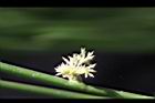 燈心草-花序00.jpg