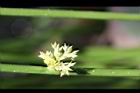 燈心草-花序04.jpg