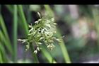 燈心草-花序05.jpg